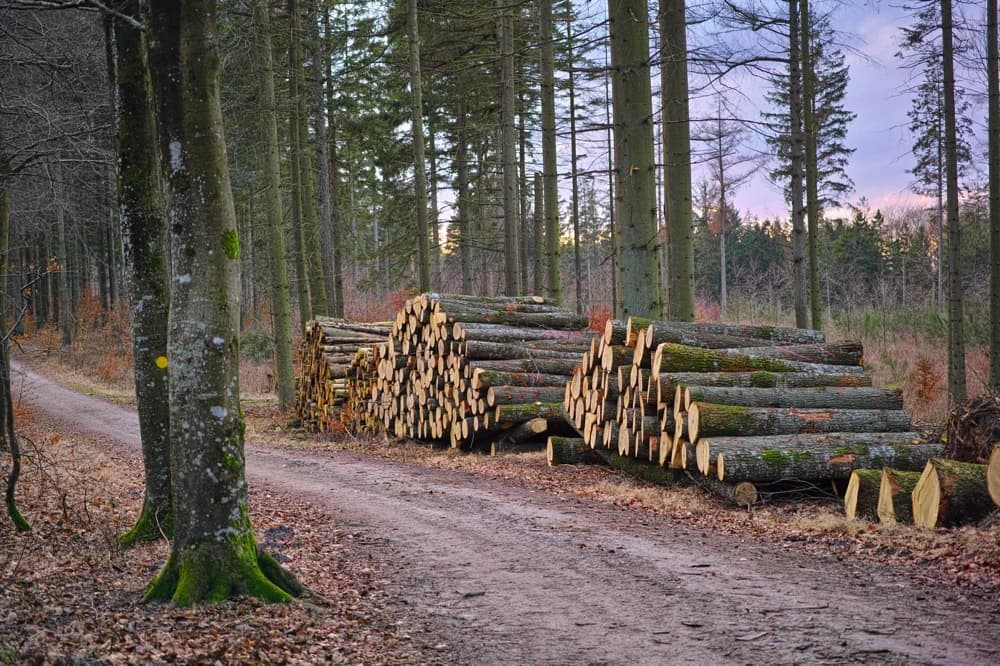Inventario forestal automatizado y estimación de volumen maderable mediante nubes de puntos